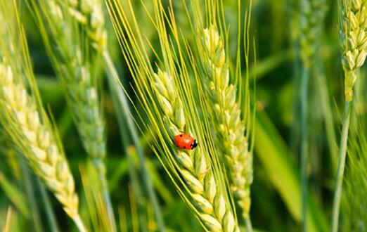 切實(shí)打好小麥穗期病蟲防控硬仗