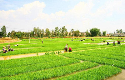 今年以來，各地區(qū)各部門搶農時、抓田管、促春耕 落實落細各項糧食穩(wěn)產措施（穩(wěn)字當頭穩(wěn)中求進·經濟長期向好的基本面沒有變）