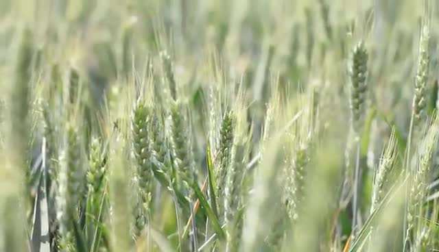 夏天要來了，立夏時節(jié)的專屬農(nóng)事、美食知多少？