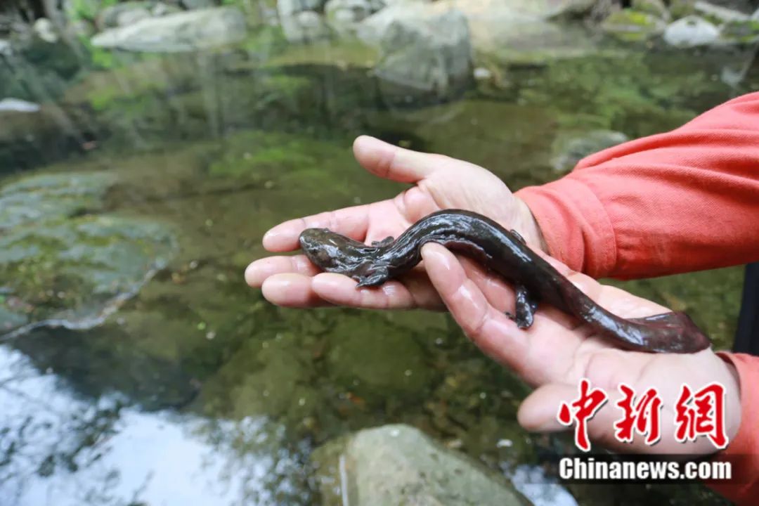 東西問丨李振基：保護生物多樣性，中國虞衡制度告訴了我們什么？