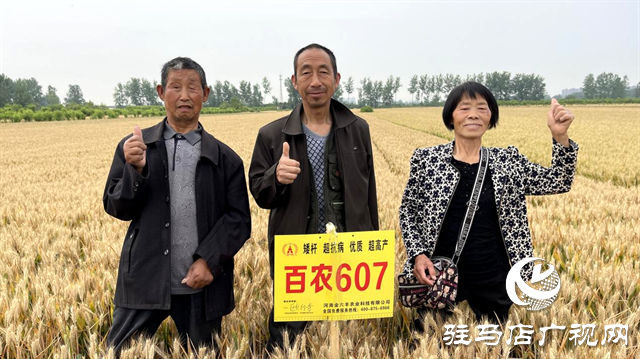  百農(nóng)607火了！田間地頭掀起“觀摩搶購風(fēng)”