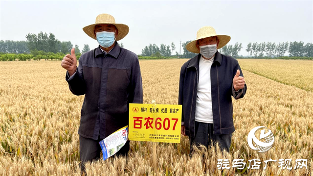  百農(nóng)607火了！田間地頭掀起“觀摩搶購風(fēng)”