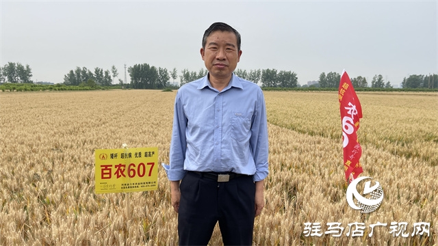  百農(nóng)607火了！田間地頭掀起“觀摩搶購風(fēng)”
