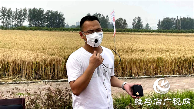  百農(nóng)607火了！田間地頭掀起“觀摩搶購風(fēng)”