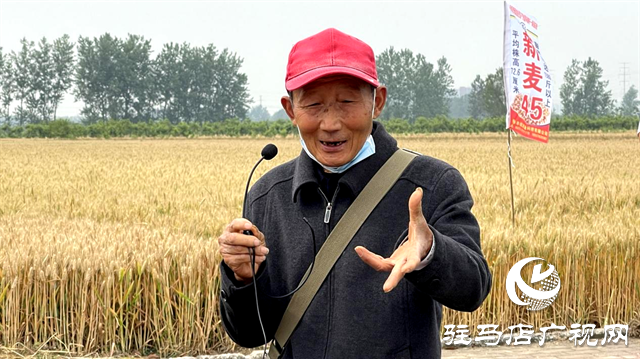  百農(nóng)607火了！田間地頭掀起“觀摩搶購風(fēng)”
