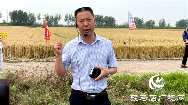  百農(nóng)607火了！田間地頭掀起“觀摩搶購風”