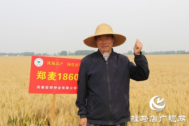 河南駐研種業(yè)：鄭麥1860觀摩會(huì)成功召開(kāi)