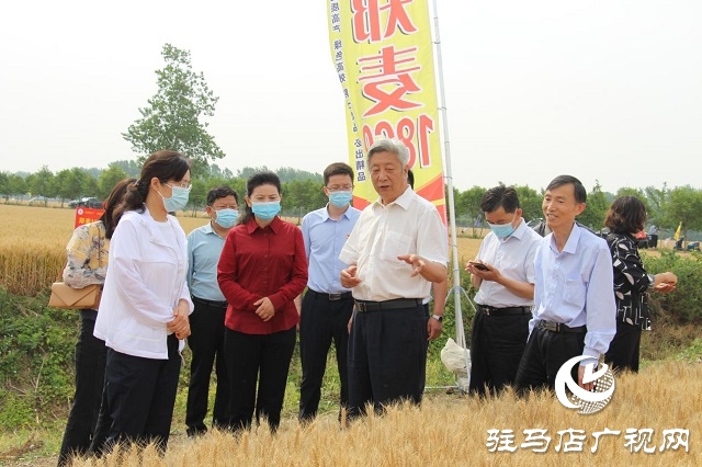 河南駐研種業(yè)：鄭麥1860觀摩會(huì)成功召開(kāi)