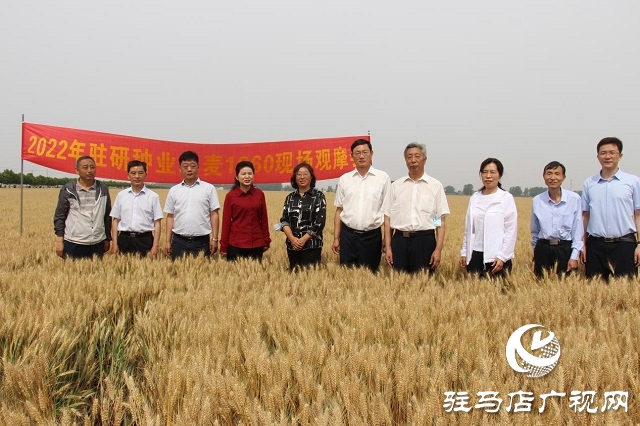 河南駐研種業(yè)：鄭麥1860觀摩會(huì)成功召開(kāi)