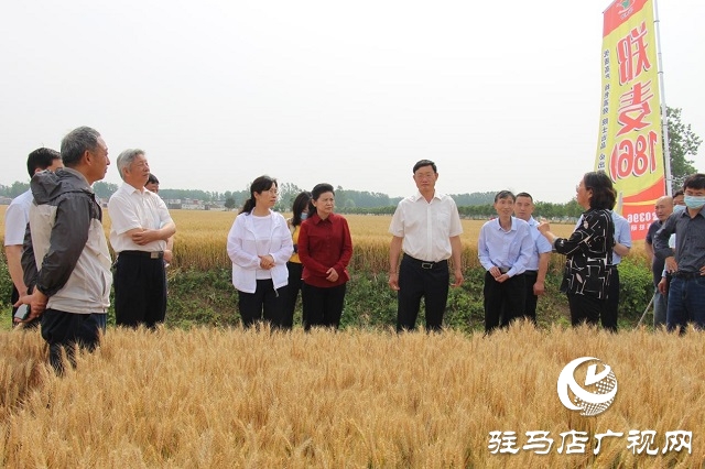 河南駐研種業(yè)：鄭麥1860觀摩會(huì)成功召開(kāi)