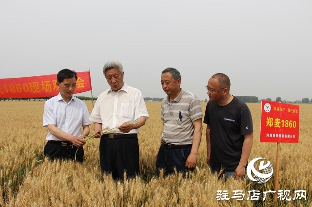 河南駐研種業(yè)：鄭麥1860觀摩會(huì)成功召開(kāi)