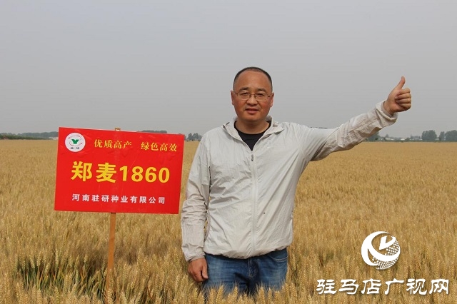 河南駐研種業(yè)：鄭麥1860觀摩會(huì)成功召開(kāi)