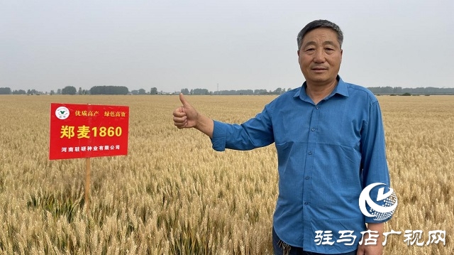 河南駐研種業(yè)：鄭麥1860觀摩會(huì)成功召開(kāi)