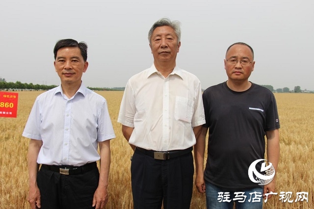 河南駐研種業(yè)：鄭麥1860觀摩會(huì)成功召開(kāi)