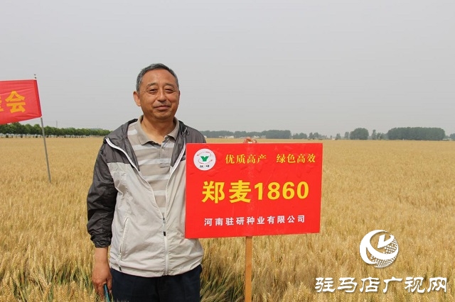 河南駐研種業(yè)：鄭麥1860觀摩會(huì)成功召開(kāi)
