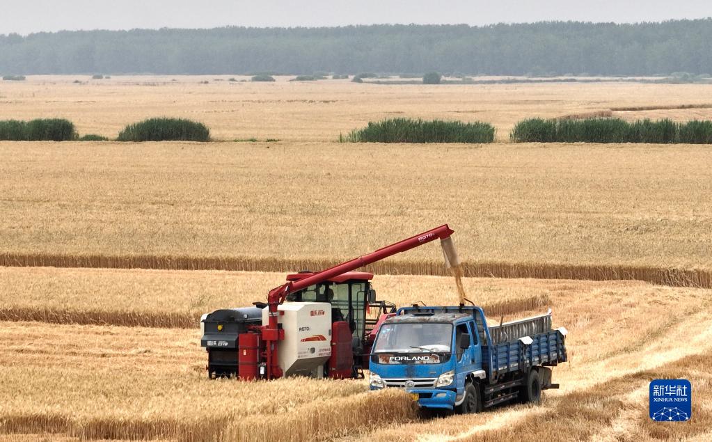 全國(guó)“三夏”大規(guī)模小麥機(jī)收全面展開(kāi)