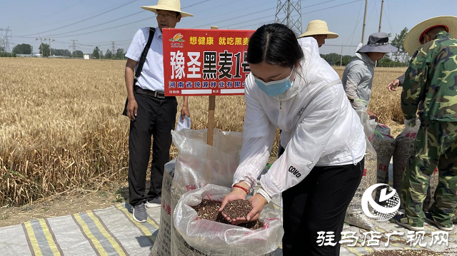 噸源種業(yè)黑小麥：實產(chǎn)驗收 見證1188.82斤畝豐產(chǎn)時刻！