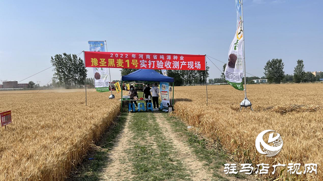 噸源種業(yè)黑小麥：實產(chǎn)驗收 見證1188.82斤畝豐產(chǎn)時刻！