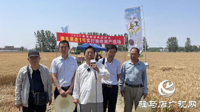 噸源種業(yè)黑小麥：實產(chǎn)驗收 見證1188.82斤畝豐產(chǎn)時刻！