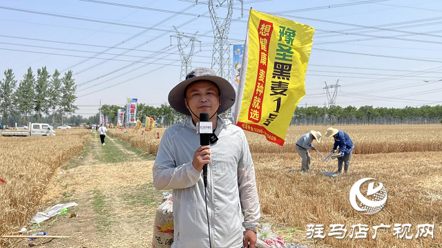 噸源種業(yè)黑小麥：實產(chǎn)驗收 見證1188.82斤畝豐產(chǎn)時刻！