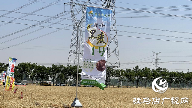 噸源種業(yè)黑小麥：實產(chǎn)驗收 見證1188.82斤畝豐產(chǎn)時刻！