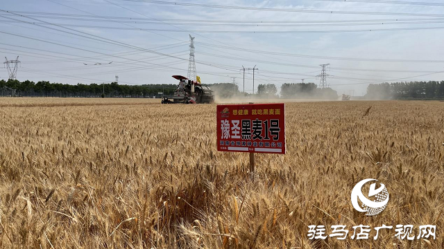 噸源種業(yè)黑小麥：實產(chǎn)驗收 見證1188.82斤畝豐產(chǎn)時刻！