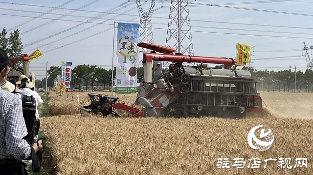 噸源種業(yè)黑小麥：實產(chǎn)驗收 見證1188.82斤畝豐產(chǎn)時刻！