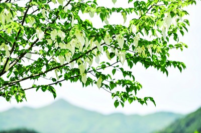 保護野生植物，國家植物園只是一個新開始