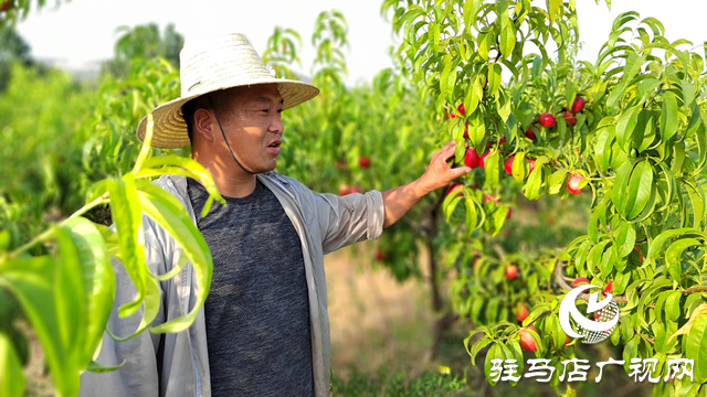 泌陽縣黃山口鄉(xiāng)：崗上油桃紅似火，幸福生活比蜜甜
