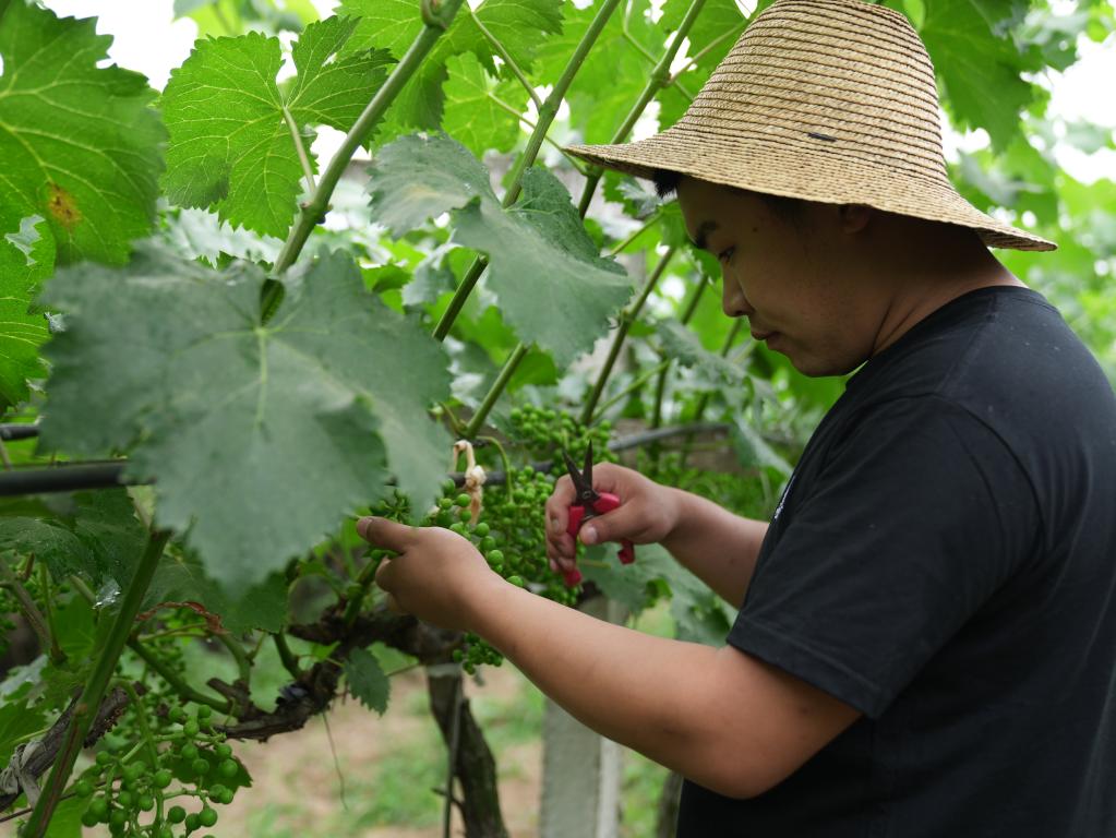 奮進(jìn)新征程 建功新時(shí)代·我們的新時(shí)代丨秦嶺腳下，“95后”新農(nóng)人播撒新希望