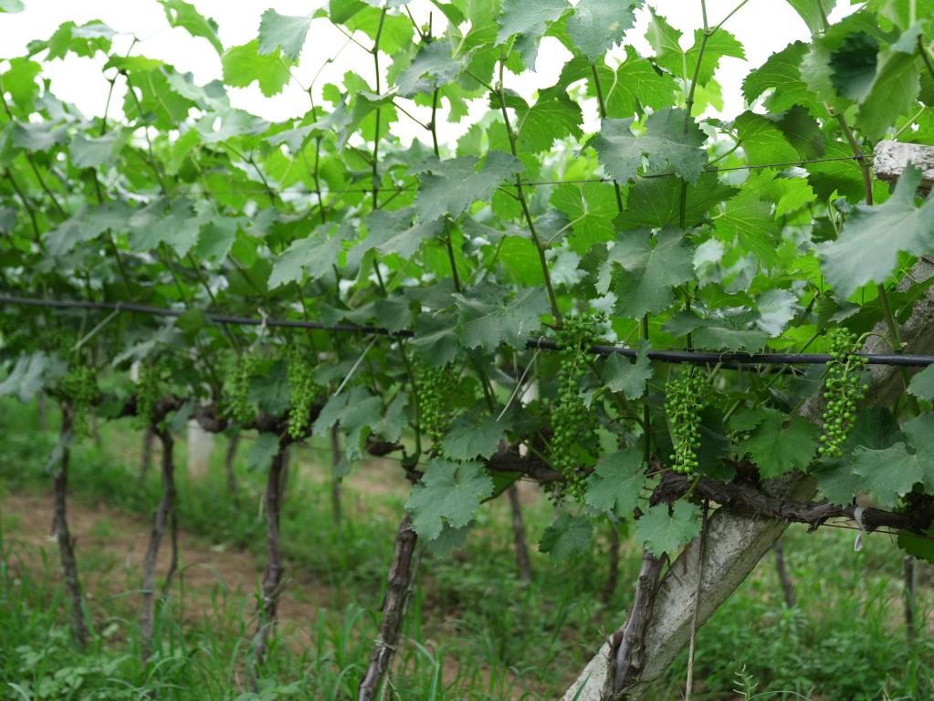 奮進(jìn)新征程 建功新時(shí)代·我們的新時(shí)代丨秦嶺腳下，“95后”新農(nóng)人播撒新希望