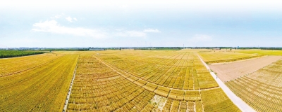 河南小麥育種簡(jiǎn)史：在孕育中迭代在迭代中收獲