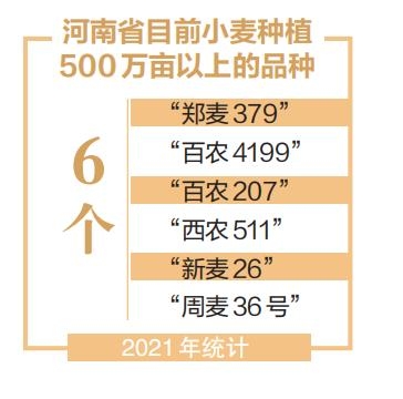 河南小麥育種簡(jiǎn)史：在孕育中迭代在迭代中收獲
