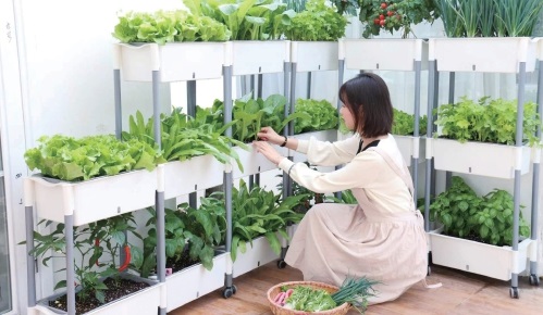 陽臺(tái)農(nóng)業(yè) 小眾群體催生的百億元級市場