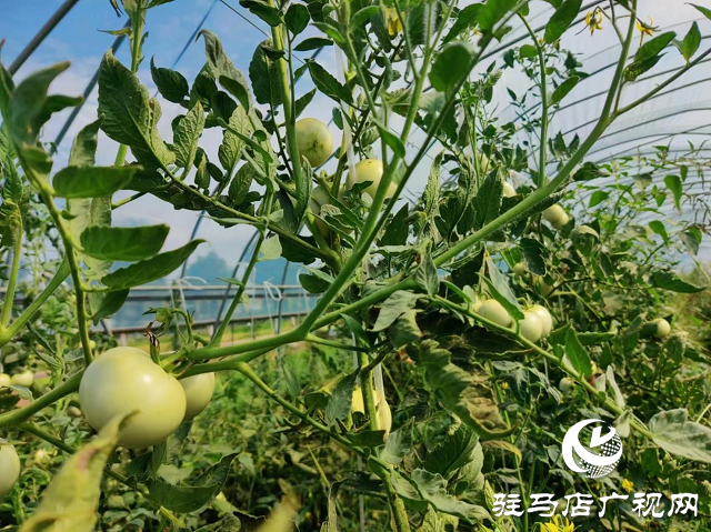 泌陽(yáng)縣泰山廟鎮(zhèn)：蔬菜大棚鋪就群眾致富路