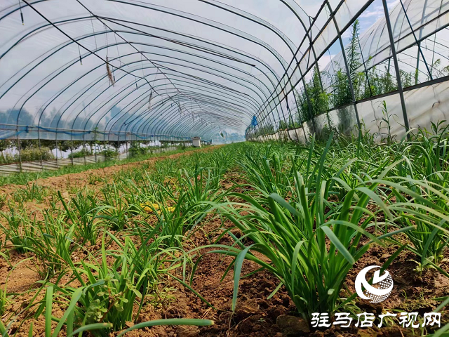 泌陽(yáng)縣泰山廟鎮(zhèn)：蔬菜大棚鋪就群眾致富路