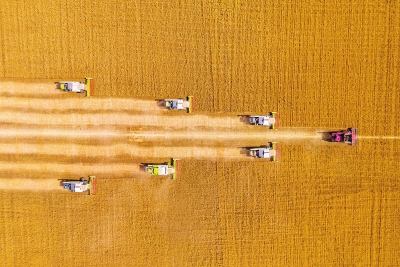 河南大部分地區(qū)小麥平均畝產(chǎn)超千斤 平均收購價(jià)1.53元/斤