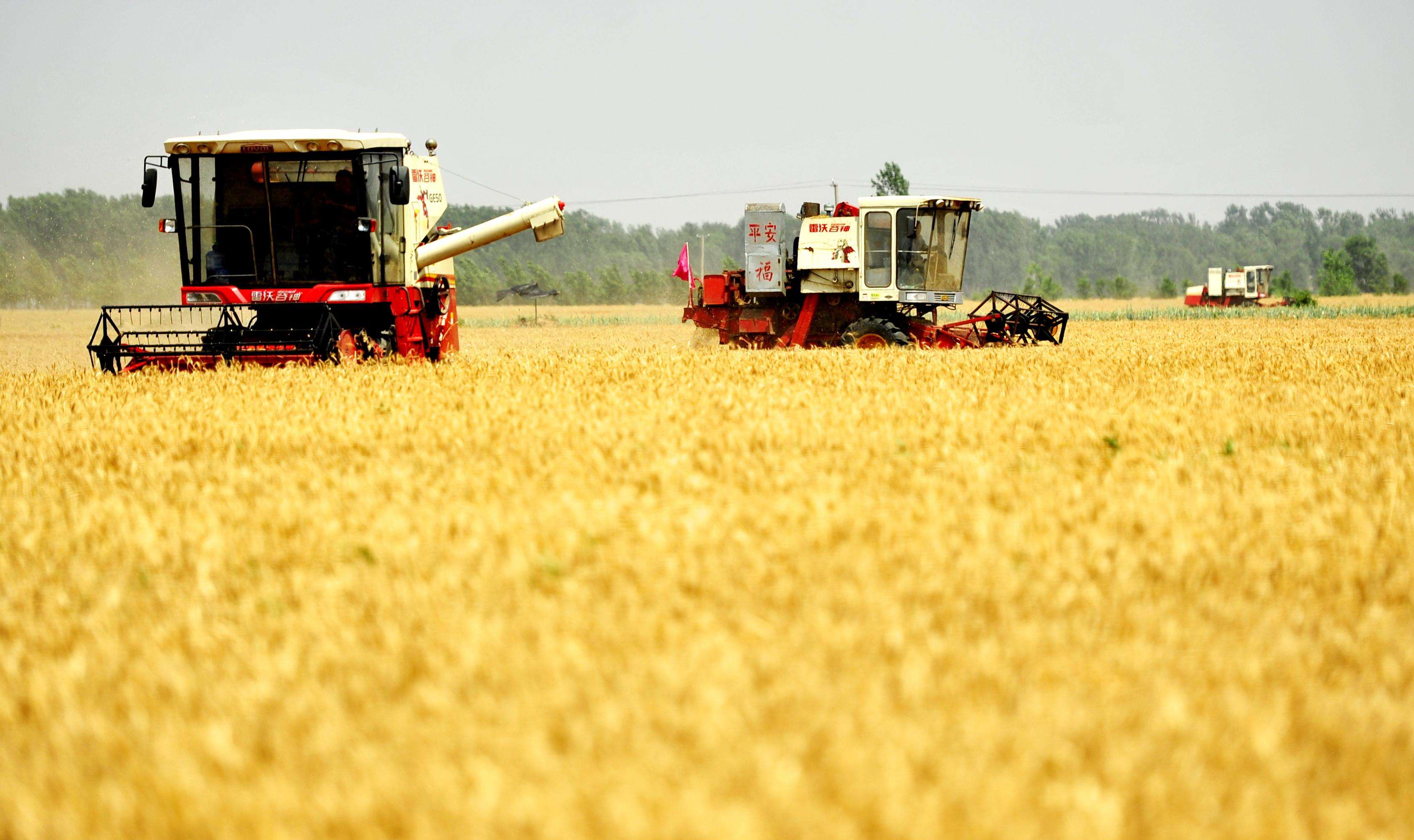 夏糧增產(chǎn)夯實全年豐收基礎(chǔ)