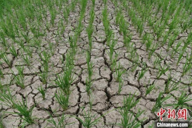 多地旱情引關(guān)注，會(huì)引發(fā)糧價(jià)、菜價(jià)上漲嗎？