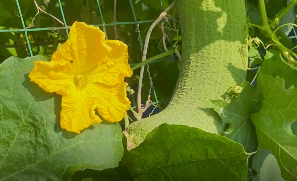 處暑話農(nóng)耕：處暑至 秋意涼 準備好和夏天說再見了嗎？