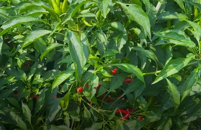 處暑話農(nóng)耕：處暑至 秋意涼 準備好和夏天說再見了嗎？