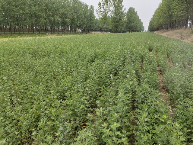 上蔡縣：艾草之花開(kāi)出“雙喜臨門(mén)”