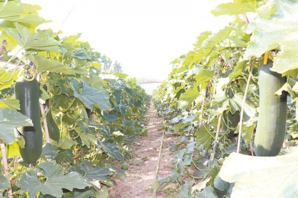 冬瓜吊著長 致富有希望