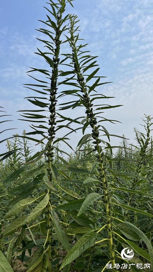 2022年芝麻機(jī)械化收割現(xiàn)場會(huì)在駐馬店成功召開