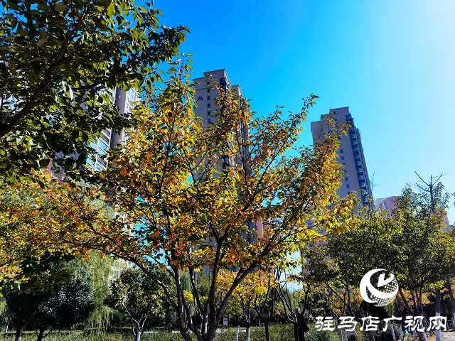 駐馬店：一葉知秋 彩葉觀賞正當時