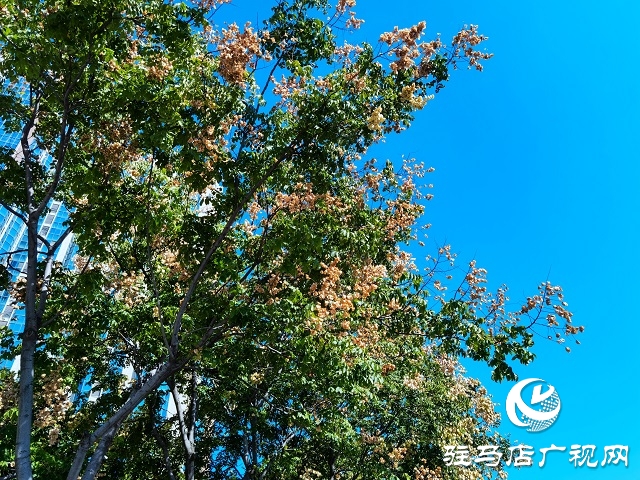 駐馬店：一葉知秋 彩葉觀賞正當時