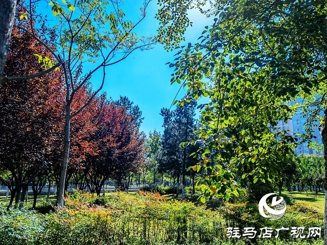 駐馬店：一葉知秋 彩葉觀賞正當時