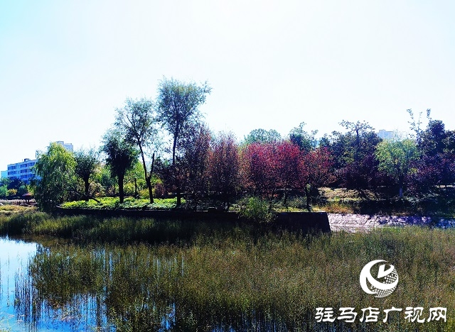 駐馬店：一葉知秋 彩葉觀賞正當時