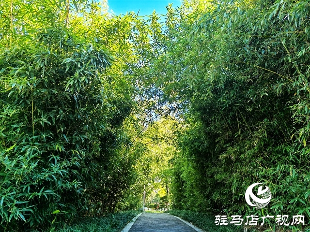 駐馬店：一葉知秋 彩葉觀賞正當時