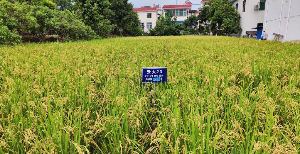 黑稻、多年生稻、巨型稻……奇妙水稻知多少？